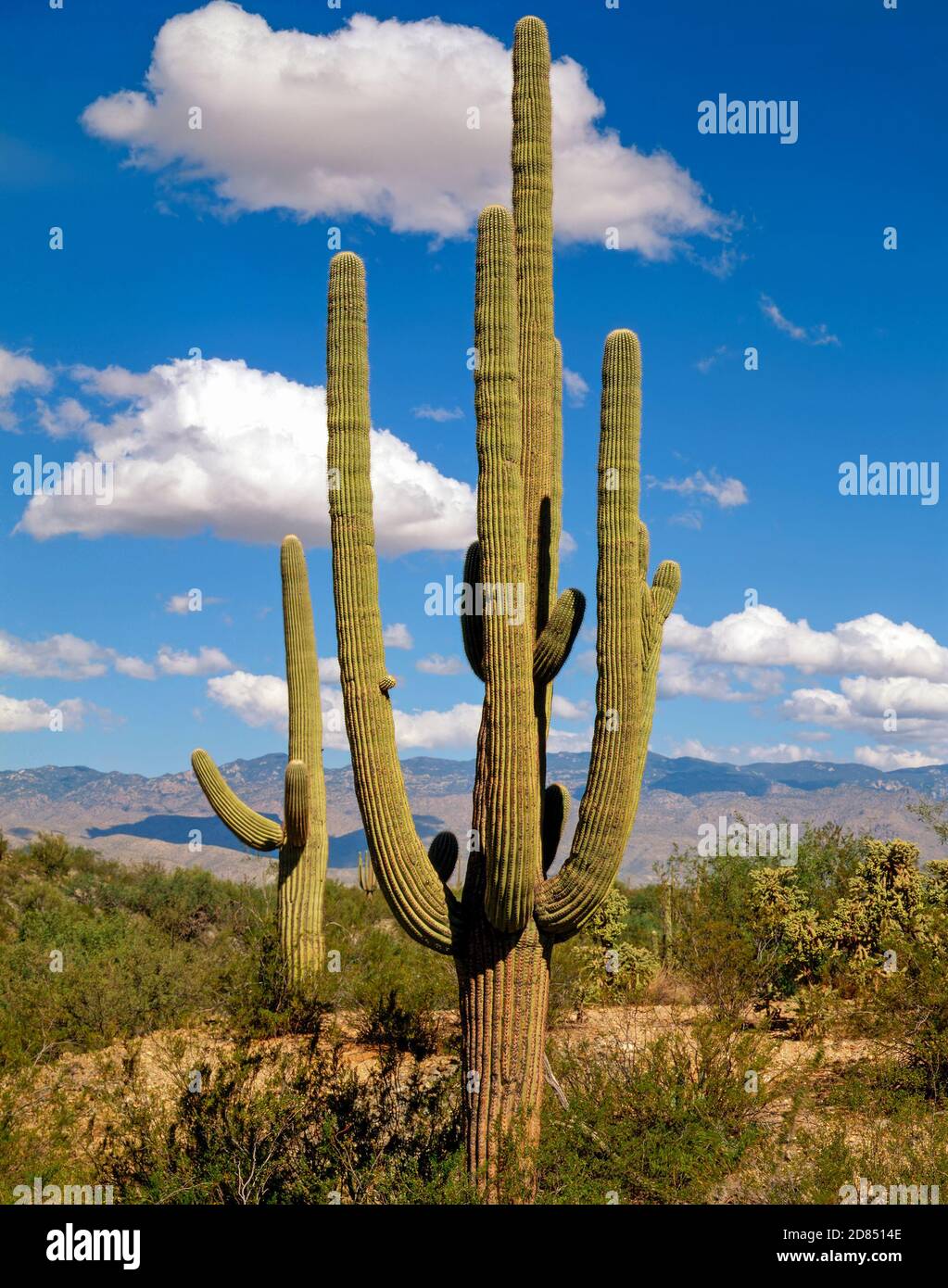 Giant Saguaro in Arizona desert Stock Photo - Alamy