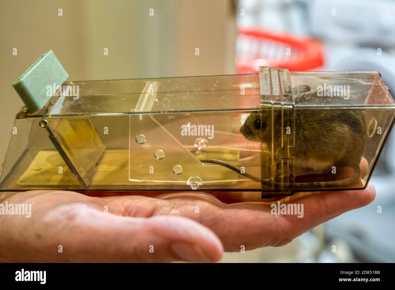 https://c8.alamy.com/comp/2D851BB/field-mouse-or-wood-mouse-apodemus-sylvaticus-caught-in-humane-mouse-trap-2D851BB.jpg