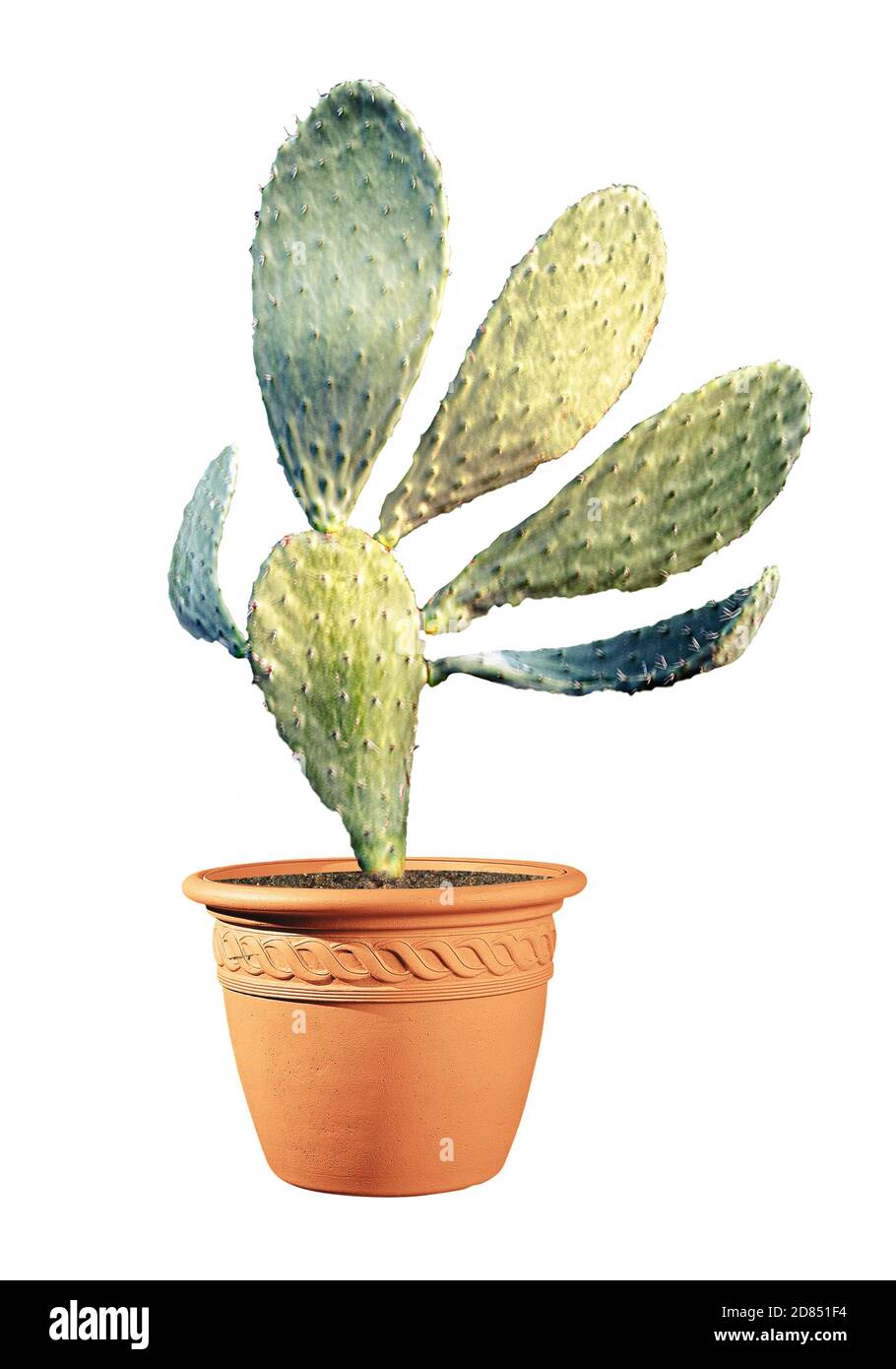 Cactus isolated on white background Stock Photo - Alamy