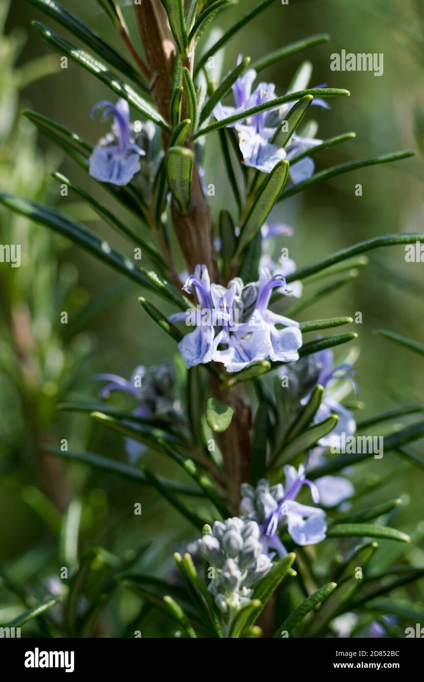 detail of blooming rosemary Stock Photo Alamy