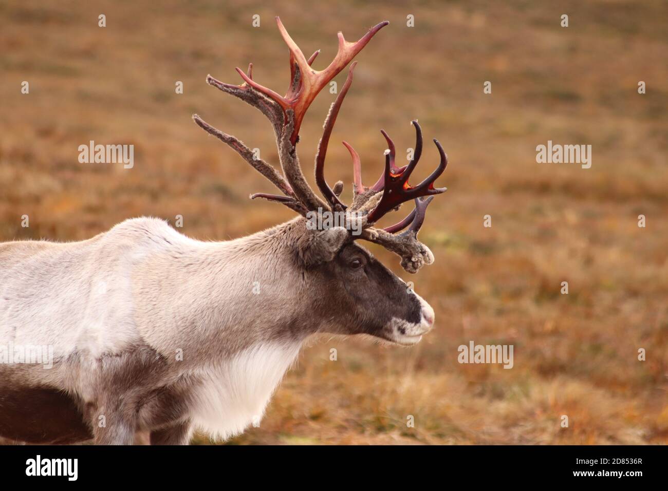 Reindeer in Scottish Highlands Stock Photo Alamy