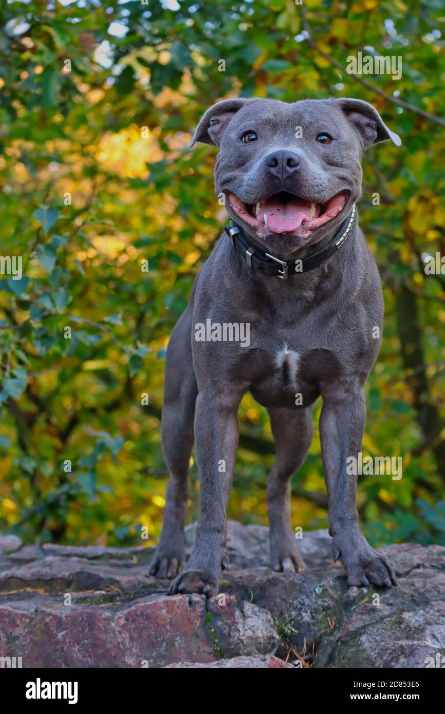 Muscular Staffordshire Bull Terrier Stands on Rock in Forest Nature during Autumn. Blue Staffy during Fall Season. Stock Photo
