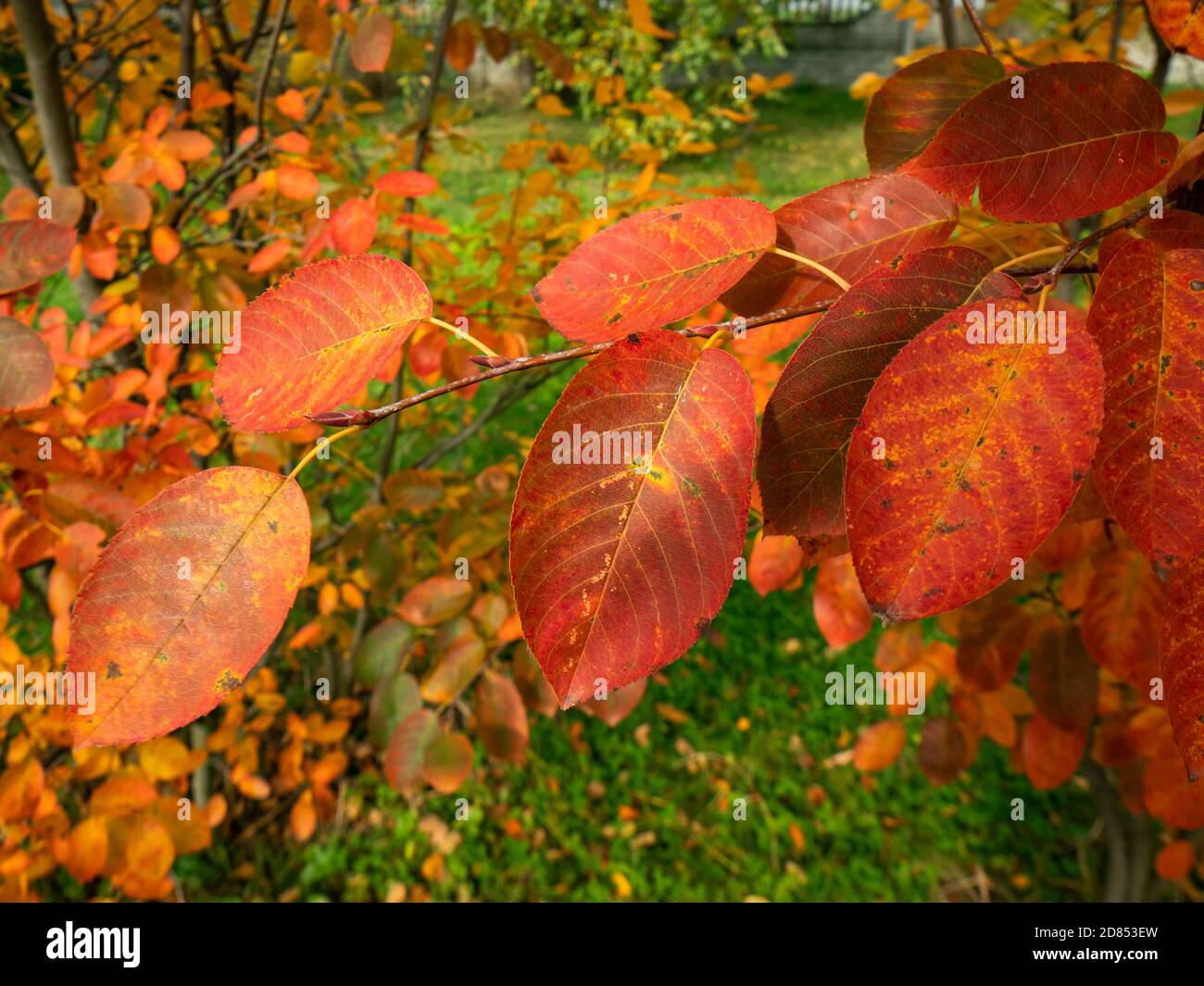 Red leaves of the plum tree. Mid of fall. Selective focus. Stock Photo