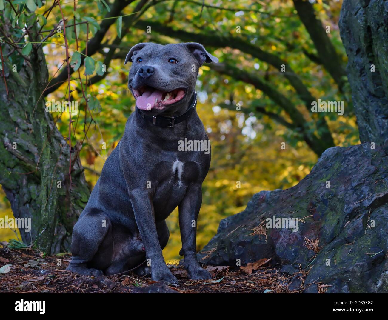 Sitting English Staffordshire Bull Terrier in the Autumn Forest. Happy Blue  Staffy Poses in Fall Nature Stock Photo - Alamy