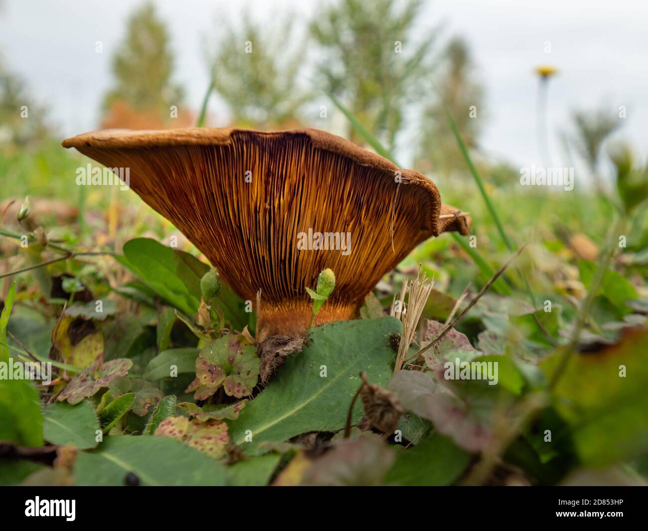 Uneatable brown mushroom in the natural environment. Fall time. Selective focus Stock Photo