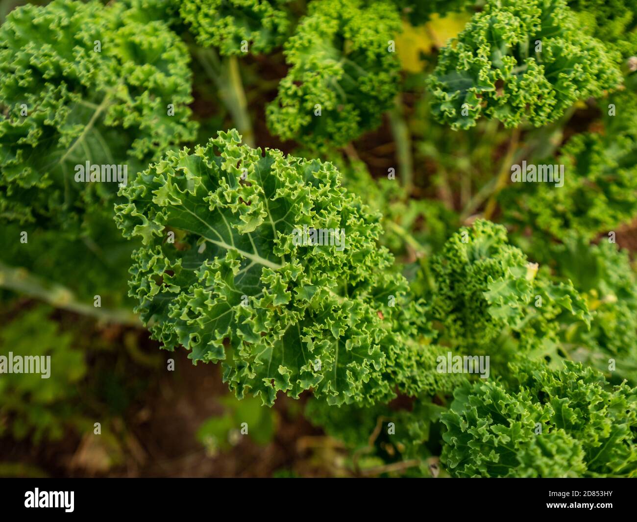 Curly kale grown in the natural garden. Selective focus. Stock Photo
