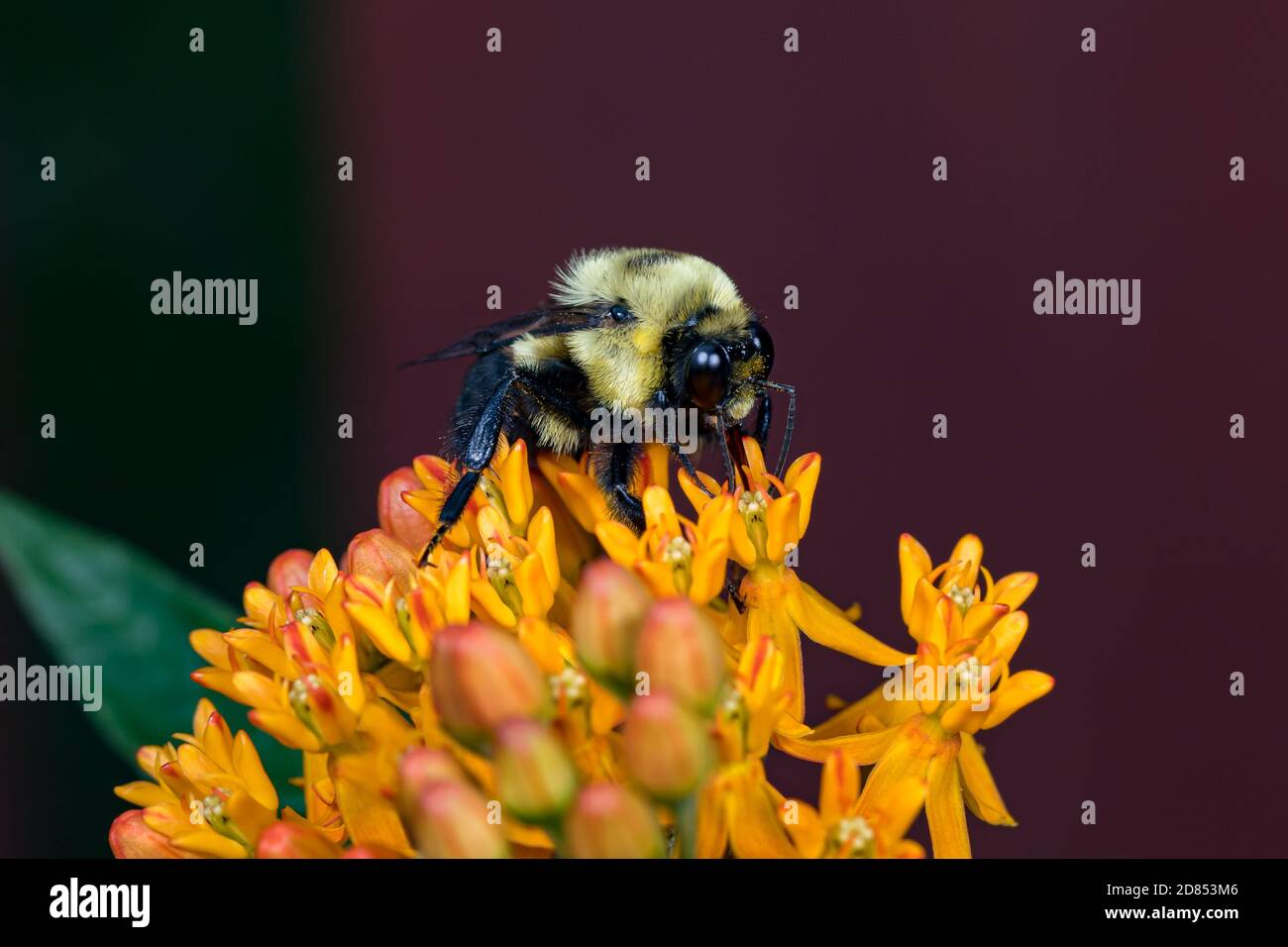 Closeup of common Eastern Bumble Bee on Asclepias tuberosa milkweed, Butterflyweed,  wildflower. Concept of insect and wildlife conservation, habitat Stock Photo