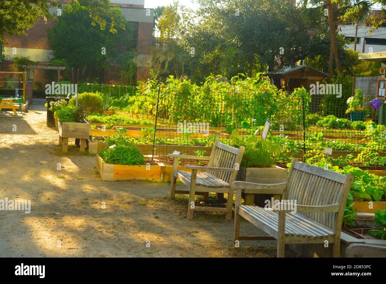 Urban Garden, Painted Stones, Vegetables, New, Plants,Greek, Letters,Student, Garden,Library, Puns, Big, Eye, Columns, Architecture Stock Photo