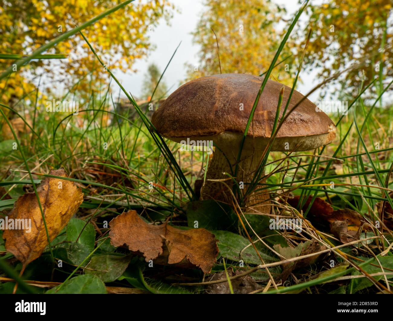 Close up of boletus in the natural environment. Fall time. Selective focus. Stock Photo
