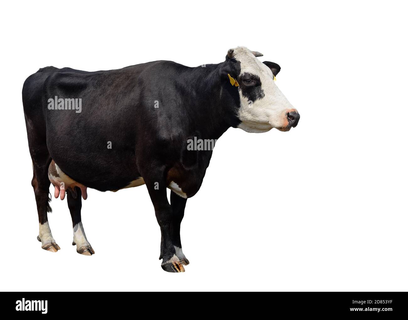 Spotted black and white cow full length isolated on white. Cow close up. Farm animals Stock Photo
