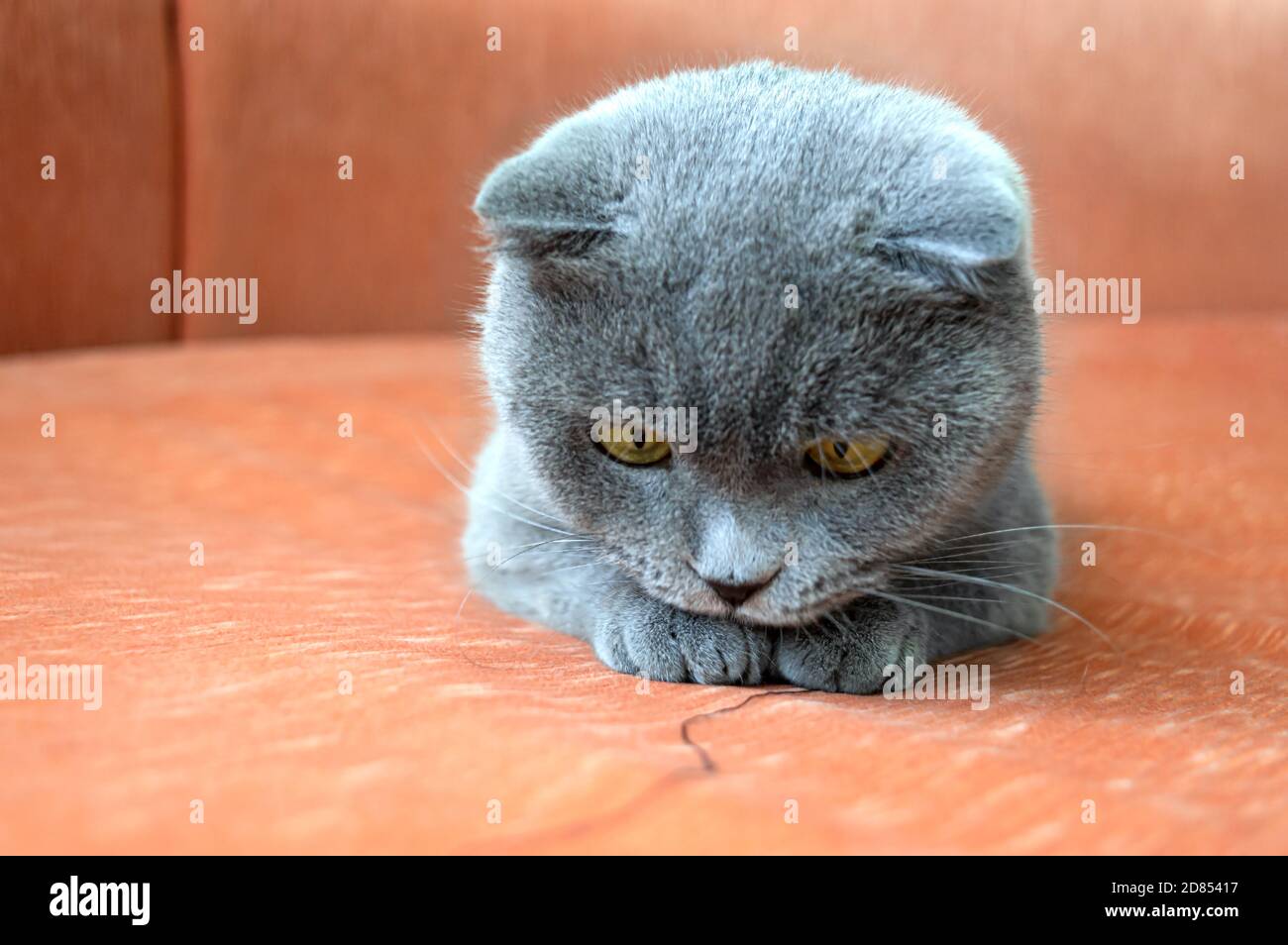 Funny gray Scottish cat on an orange textile sofa plays thread. Blurred background. Stock Photo