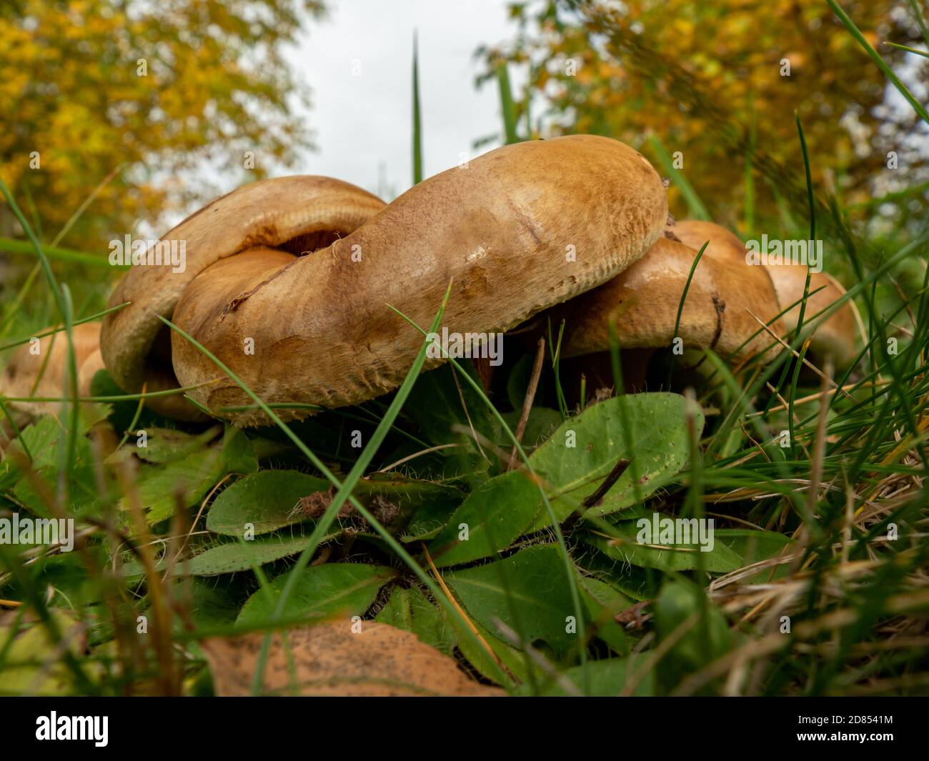 Uneatable brown mushrooms in the natural environment. Fall time. Selective focus Stock Photo