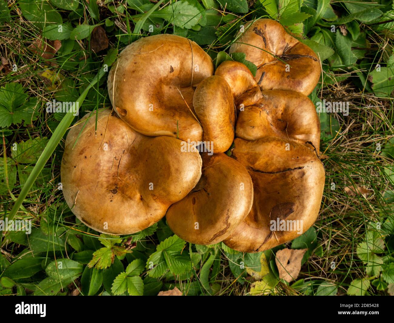Uneatable brown mushrooms in the natural environment. Fall time. Selective focus Stock Photo