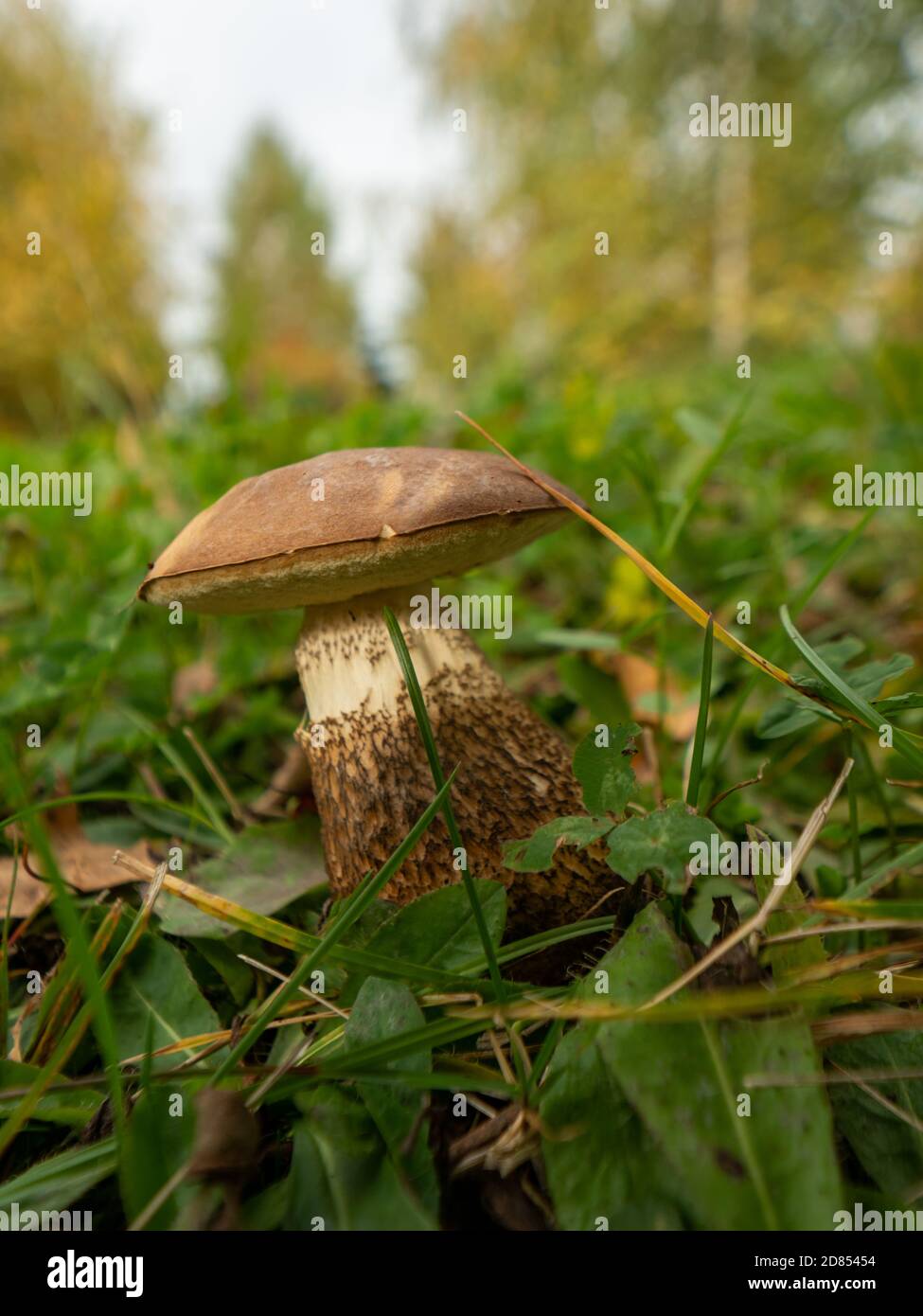 Close up of boletus in the natural environment. Fall time. Selective focus. Stock Photo