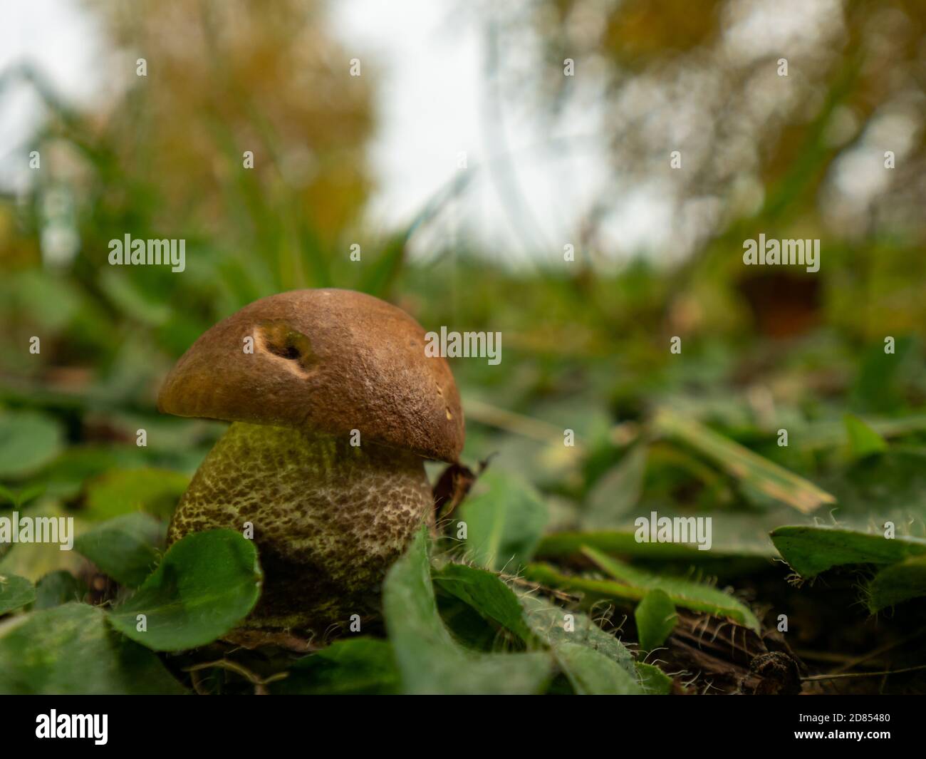 Close up of small boletus in the natural environment. Fall time. Selective focus. Stock Photo