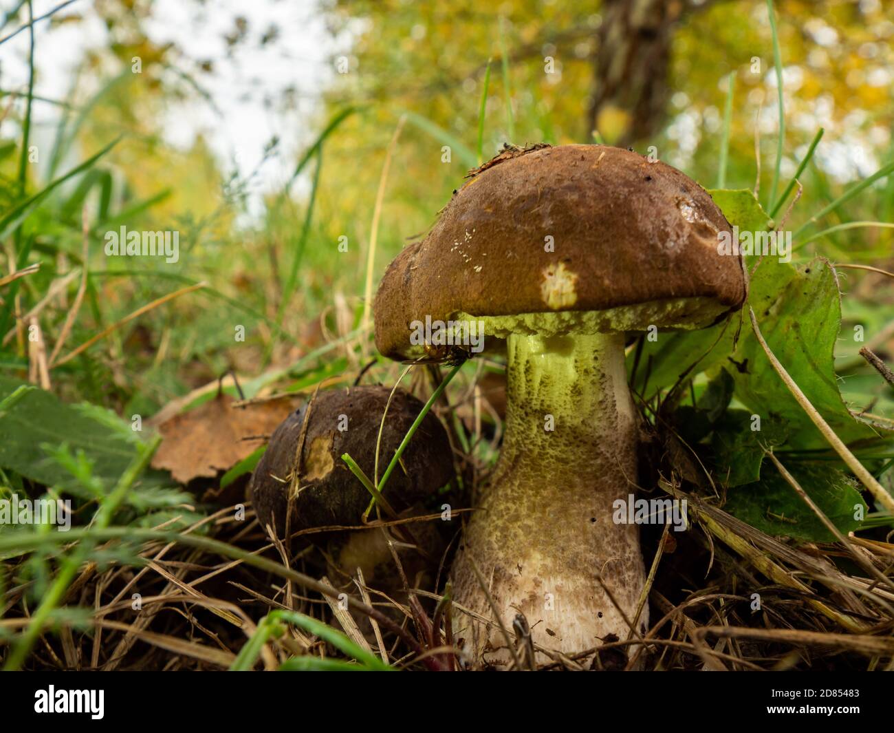 Close up of two boletus in the natural environment. Fall time. Selective focus. Stock Photo
