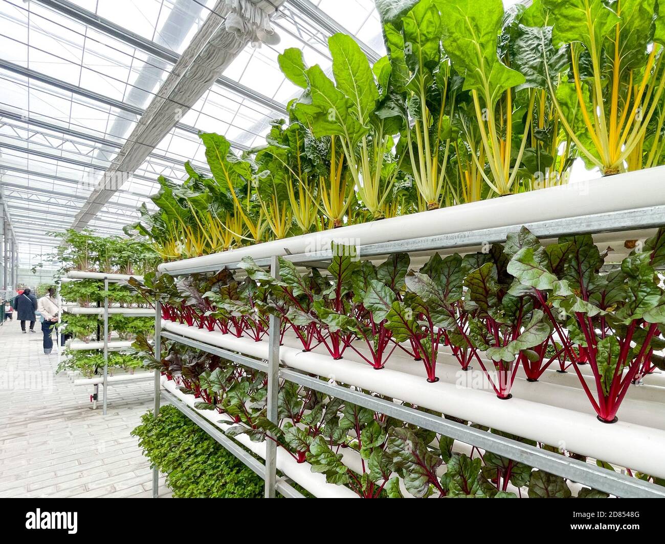 Xuzhou. 27th Oct, 2020. Photo taken on Oct. 27, 2020 shows a hydroponic farm at a modern agricultural park in Tongshan District, Xuzhou, east China's Jiangsu Province. Authorities in Tongshan District have taken steps to optimize the local agricultural sector by combining modern agriculture with urban tourism. Altogether, the district's 300-plus agritourism parks have received some four million visitors in 2019. Credit: Li Bo/Xinhua/Alamy Live News Stock Photo