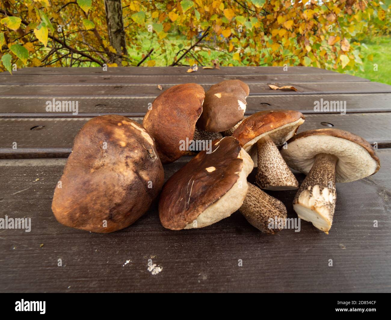 Close up of boletus cut and ready for a dinner. Fall time. Selective focus. Stock Photo