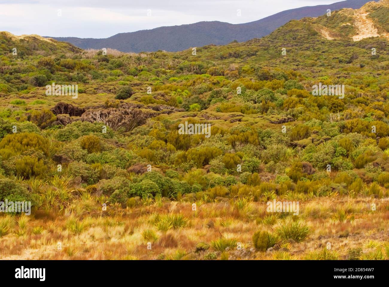 Coastal Dune Vegetation With Manuka, Mason Bay, Stewart Island, New 