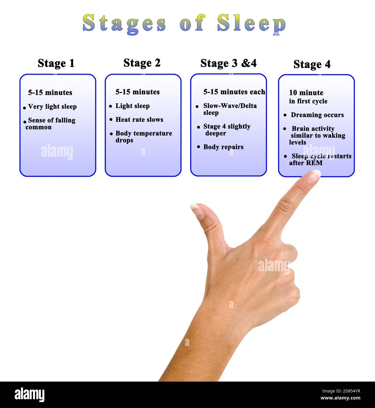 Four Stage of Night Sleep Stock Photo - Alamy