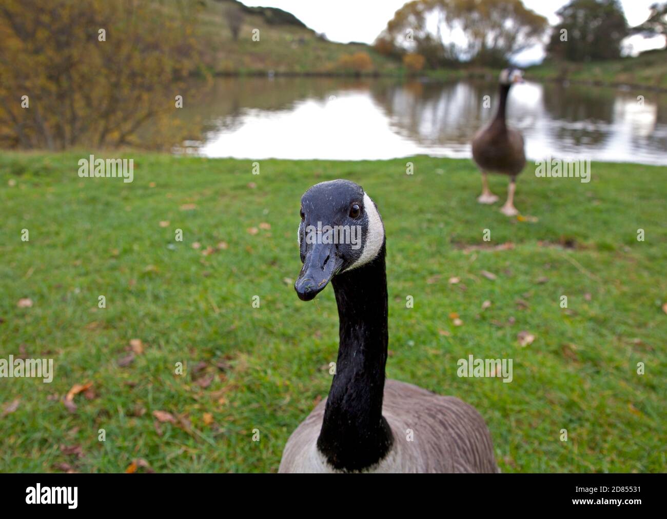 Holyrood Park, Edinburgh, Scotland, UK. 27 October 2020. Temperature of 8 degrees centigrade and leaden grey skies before heavy rain later at the park in the city centre. Avian activity around the loch . Pictured: Canada Goose approaches camera to stare into the lens. Stock Photo