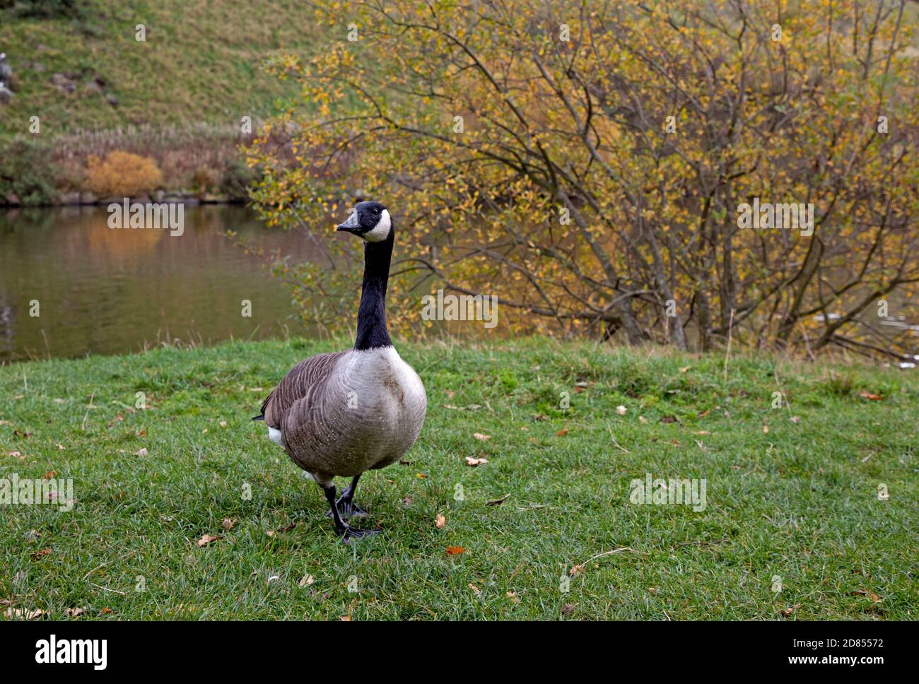 Holyrood Park, Edinburgh, Scotland, UK. 27 October 2020. Temperature of 8 degrees centigrade and leaden grey skies before heavy rain later at the park in the city centre. Avian activity around the loch. Pictured: Canada Goose at the lochside with autumn foliage in background. Stock Photo