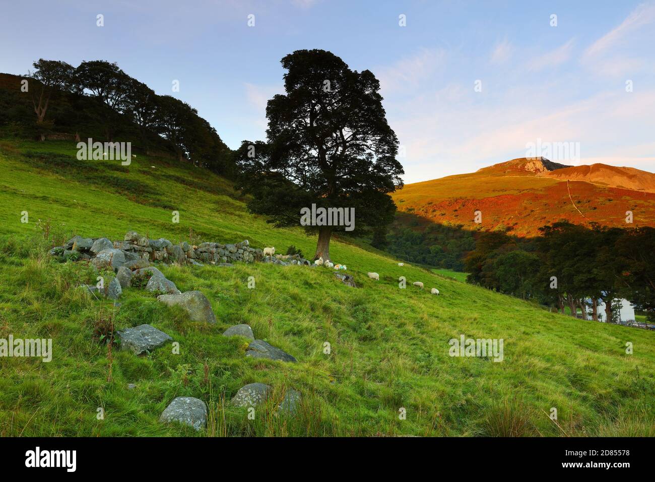 Sheep grazing in the Welsh Hills at Penmaenmawr, Conwy, North Wales, UK ...