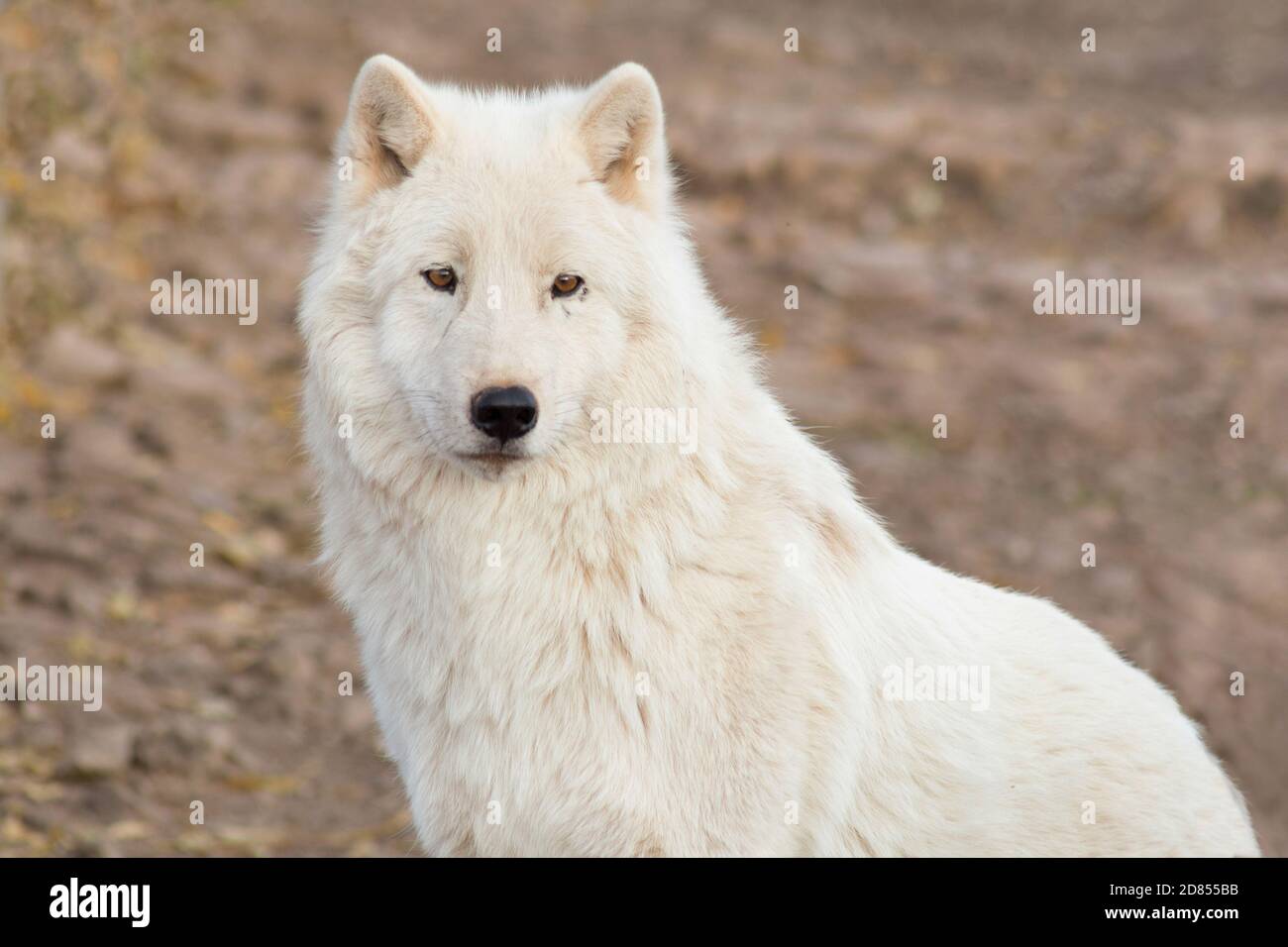 Portrait Of Wild Alaskan Tundra Wolf Close Up Canis Lupus Arctos Polar Wolf Or White Wolf Animals In Wildlife Stock Photo Alamy