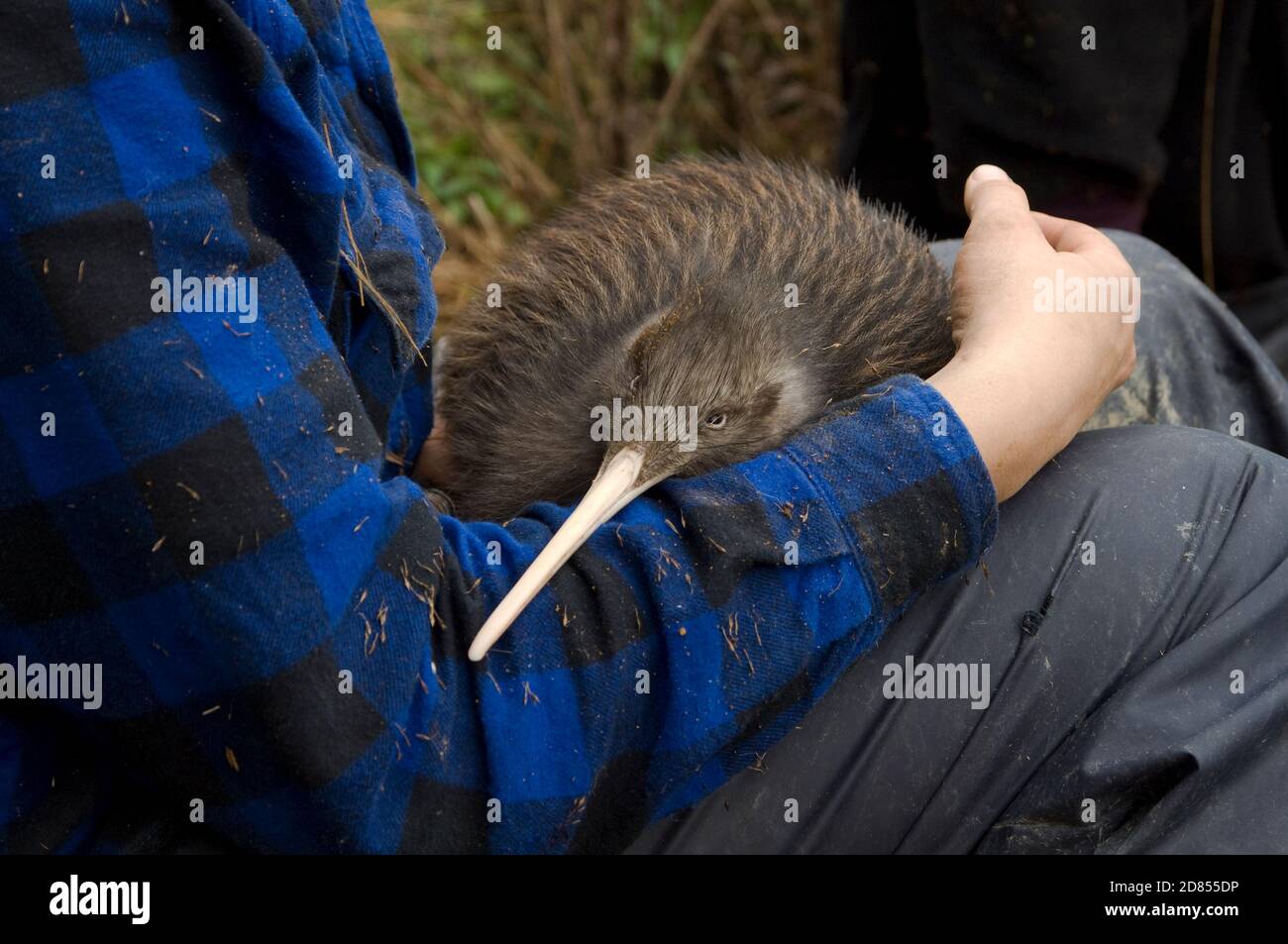Kiwi Bird Egg High Resolution Stock Photography And Images Alamy