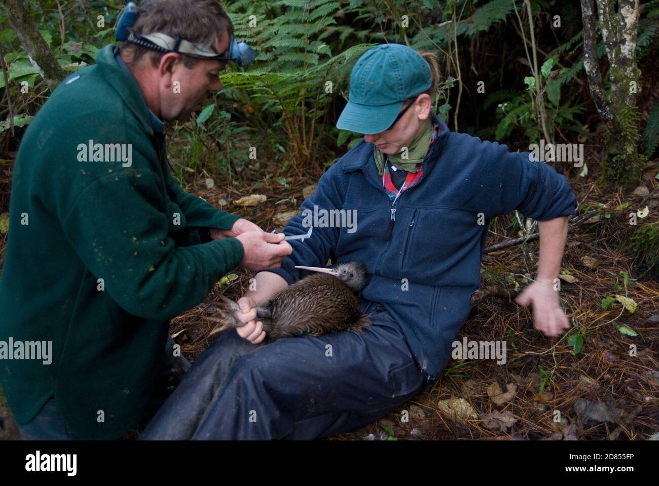 Conservation and research of brown kiwi, North island, New Zealand. Biologists Marina Thurau and Kerry Oates fit radio transmitter to kiwi's leg Stock Photo