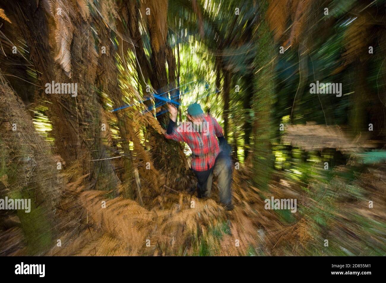 Conservation and research of brown kiwi, North island, New Zealand. Biologist Marina Thurau radio tracking kiwi in clear-felled forest Stock Photo
