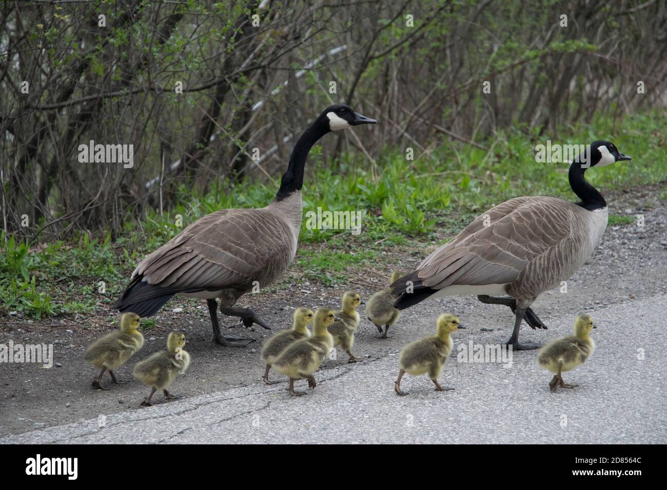 Canadian Geese at Springbank Park in London Ontario Stock Photo - Alamy