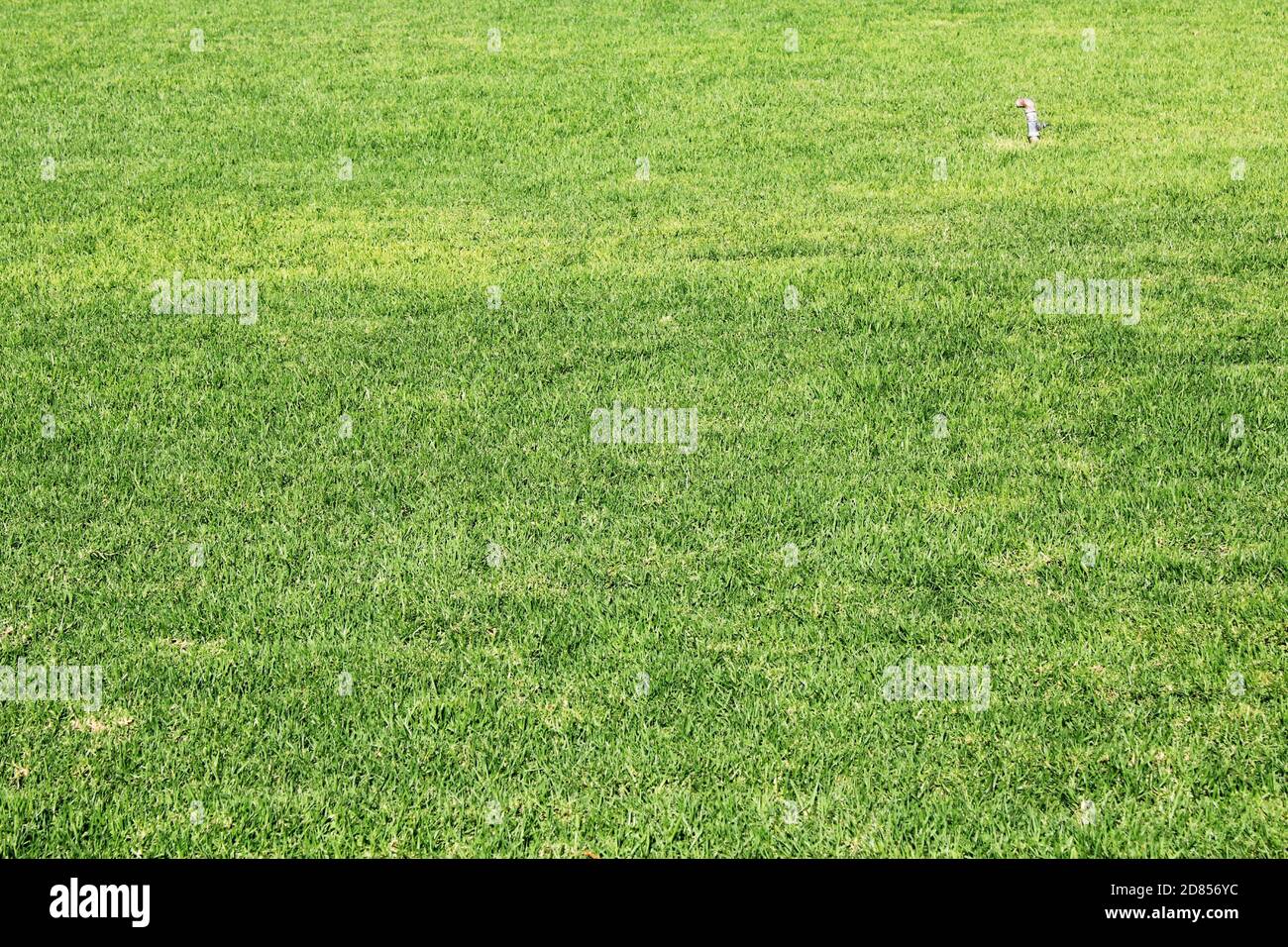 Green grass background stock photo Stock Photo - Alamy