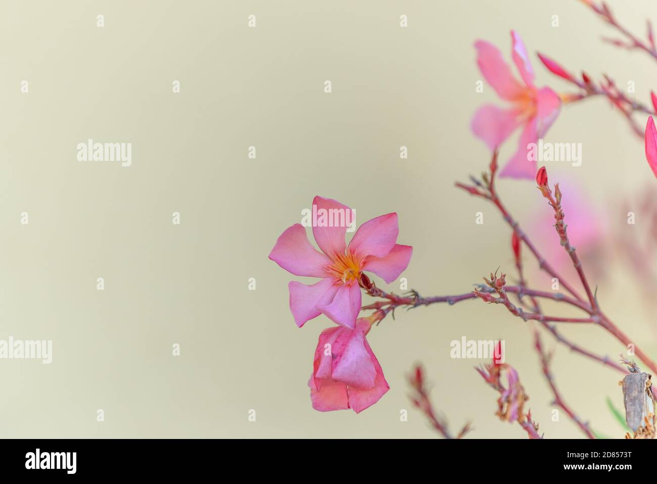 Beautiful oleander flower blooming shrub with salmon color Stock Photo