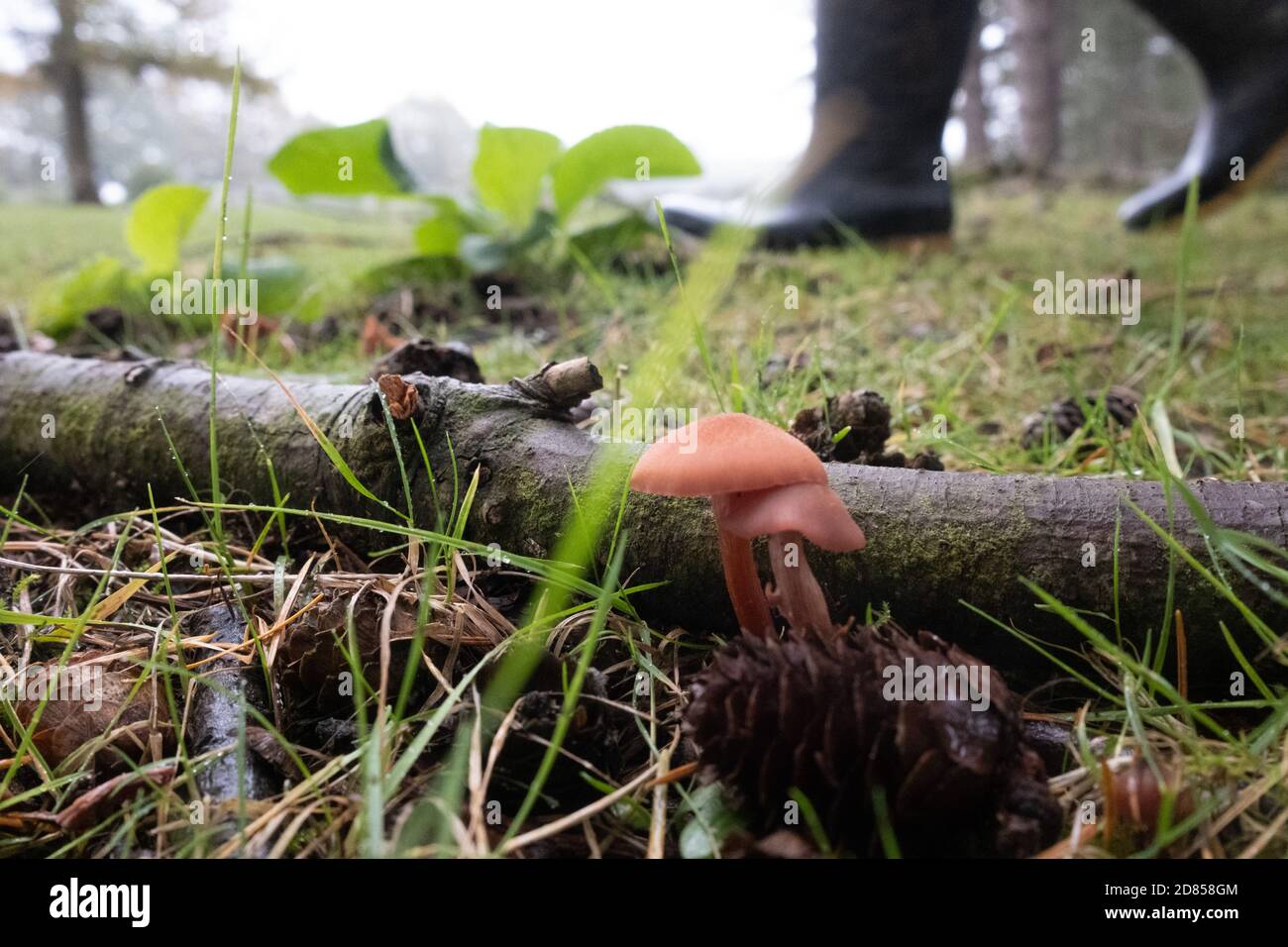 Foraging in the Forest wearing wellington boots, deceiver mushrooms growing in the forefground. New Forest, Hampshire, England, UK Stock Photo