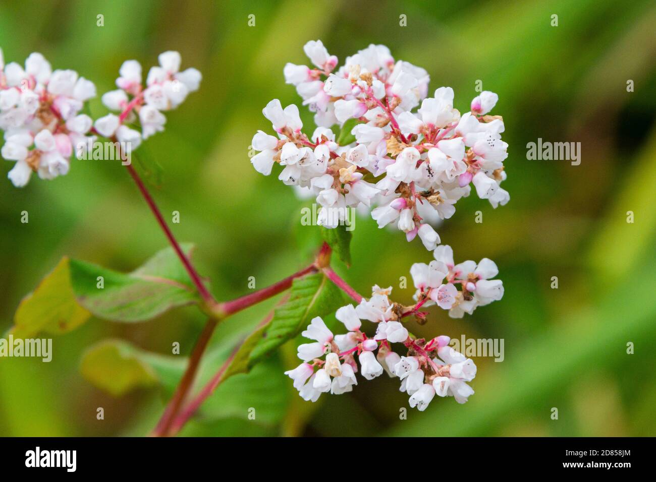 The flowers of a lesser knotweed (Koenigia campanulata) Stock Photo