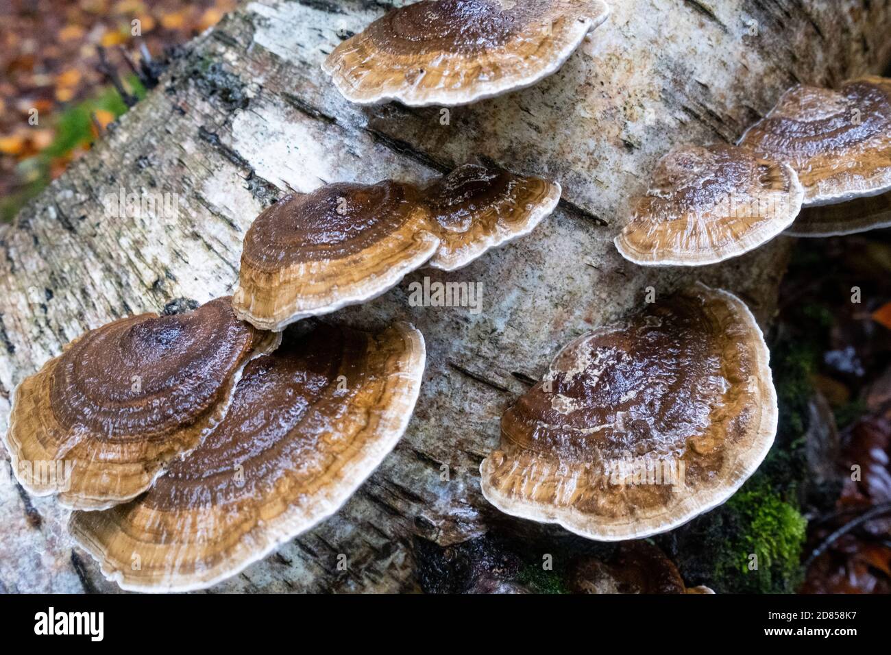 Large Turkey Tail fungi also known as coriolus versicolor and polyporus versicolor, trametes versicolor, spotted in the New Forest, UK. Stock Photo