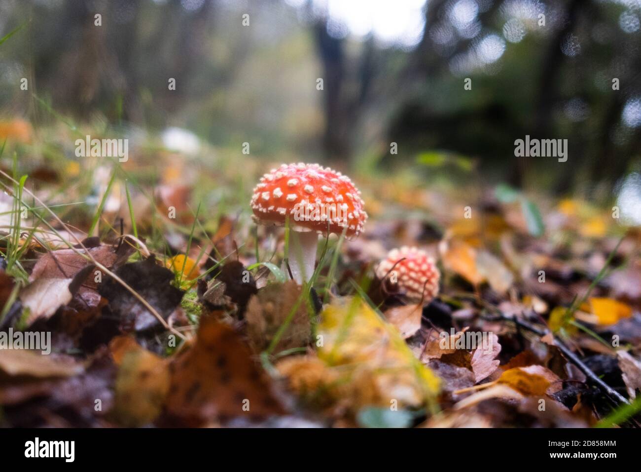 Amanita muscaria fungi, commonly known as the fly agaric or fly amanita, growing wild hiding in the leafy floor of the New Forest, Hampshire, England. Stock Photo