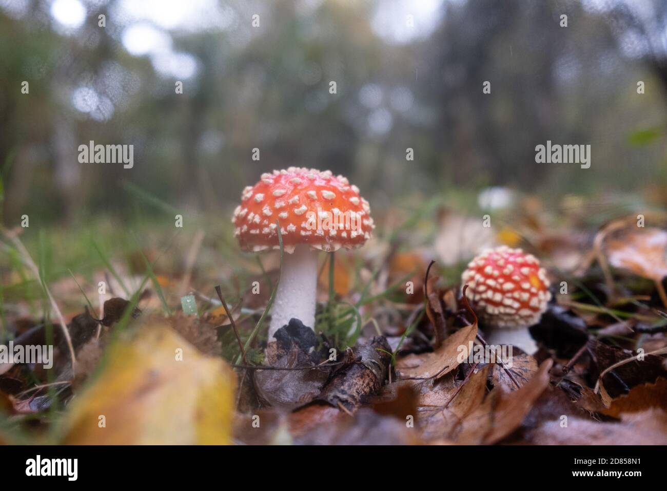 Amanita muscaria fungi, commonly known as the fly agaric or fly amanita growing wild hiding in the leafy floor of the New Forest, Hampshire, England. Stock Photo