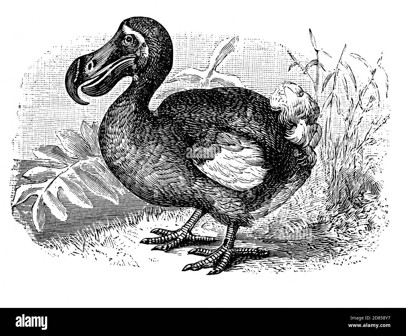 The dodo (Raphus cucullatus) is an extinct flightless bird about 1 metre (3 ft 3 in) tall, that was endemic to the island of Mauritius, east of Madagascar in the Indian Ocean. First recorded by Dutch sailors in 1598, during the following years, it was hunted by sailors and invasive species, while its habitat was being destroyed. The last widely accepted sighting of a dodo was in 1662. Stock Photo