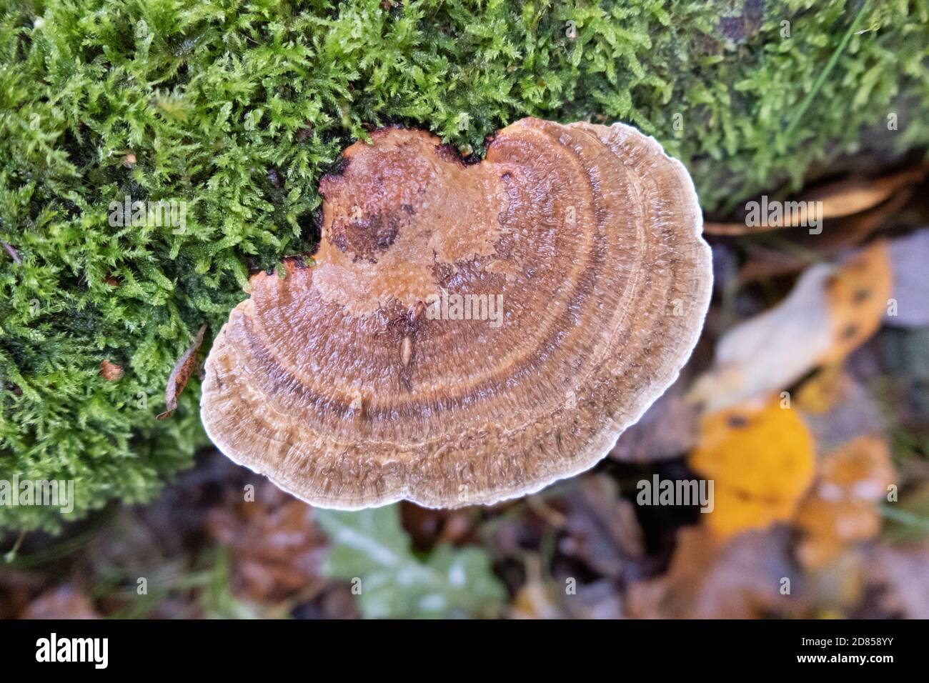 Very large Turkey Tail fungi also known as coriolus versicolor and polyporus versicolor,  immune boosting, spotted in the New Forest, England, UK. Stock Photo