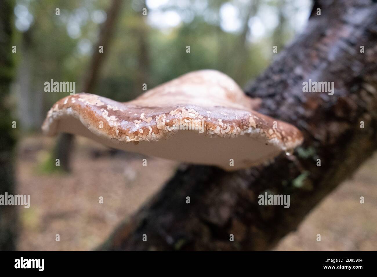 Birch polypore - piptoporus betulinus growing from a Birch tree branch during Autumn in the New Forest, England, UK Stock Photo