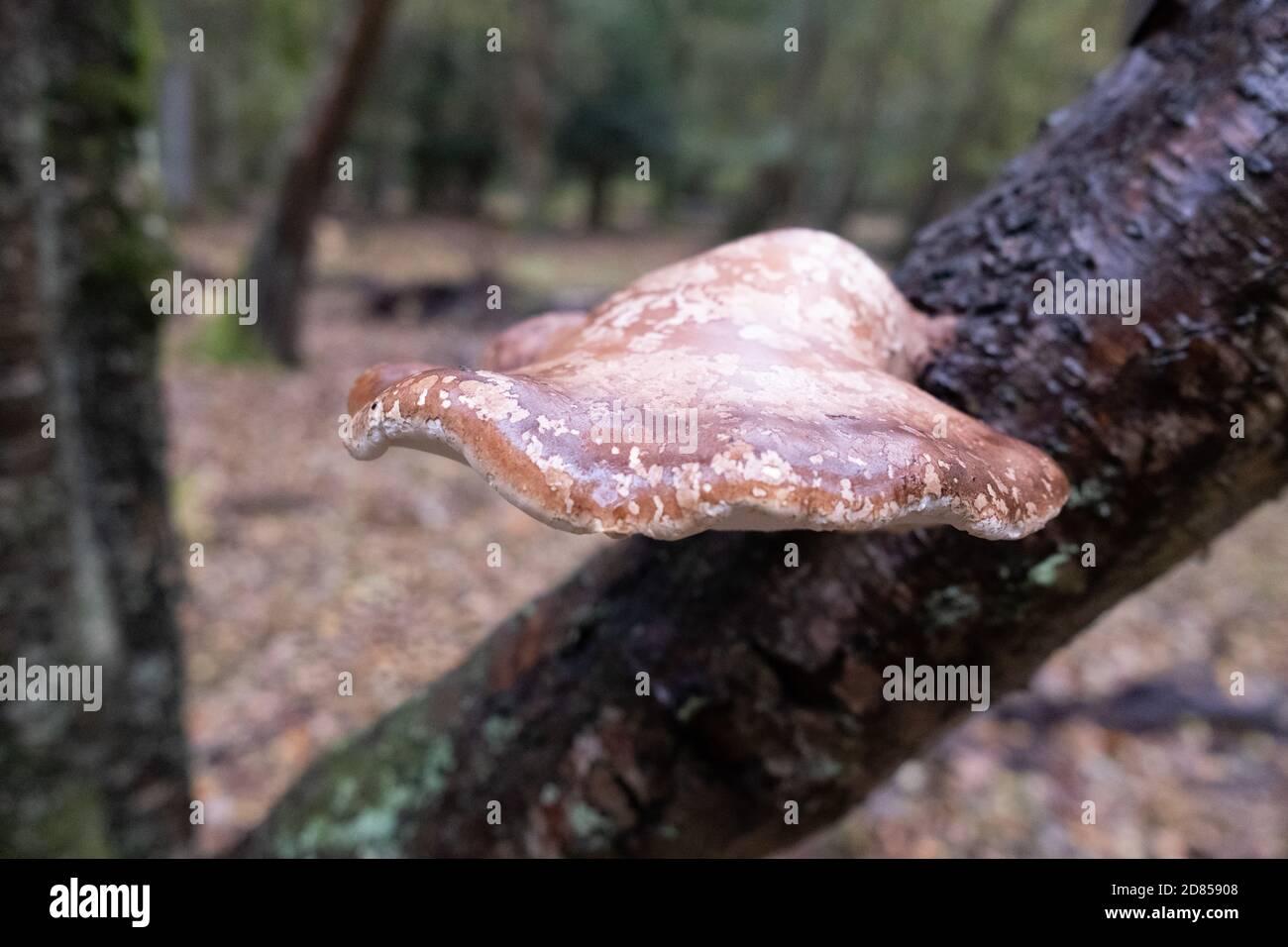 Birch polypore fungus (piptoporus betulinus ) growing from a Birch tree during Autumn in the New Forest, England, UK Stock Photo