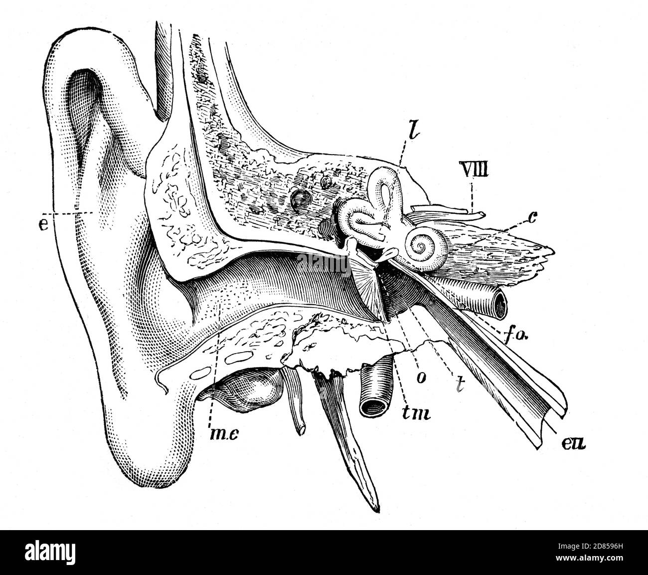 A 19th Century illustration of the human ear. The parts are (tm) the tympanic membrane; (o) auditory ossicles; (t) tympanum; (eu) eustachian tube; (fo) fenestra ovalis; (c) cochlea; (VIII) auditory nerve;  (l) bony labyrinth; Stock Photo