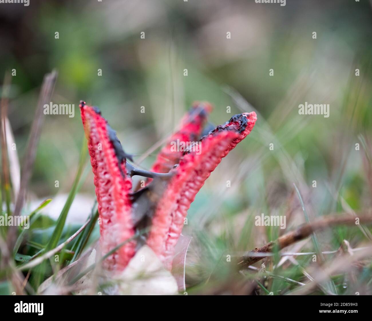 Clathrus archeri, commonly known as octopus stinkhorn, squidward mushroom, or devil's fingers erupting from a suberumpent egg. New Forest, England. Stock Photo
