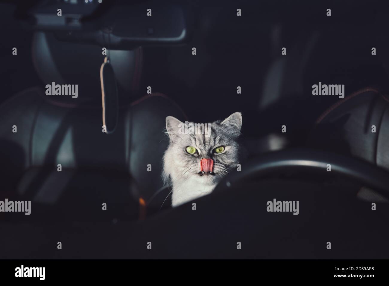 Domestic cat with tongue licking nose sitting in the car. Cat closed in ...