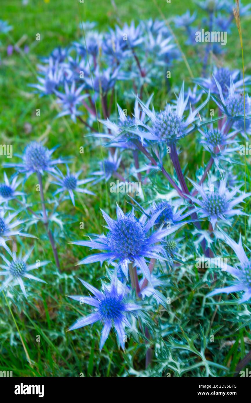 Cardo azul o Cardo de La Magdalena (Eryngium bourgatii), Picos de Europa National Park, Asturias, Spain, Europe Stock Photo