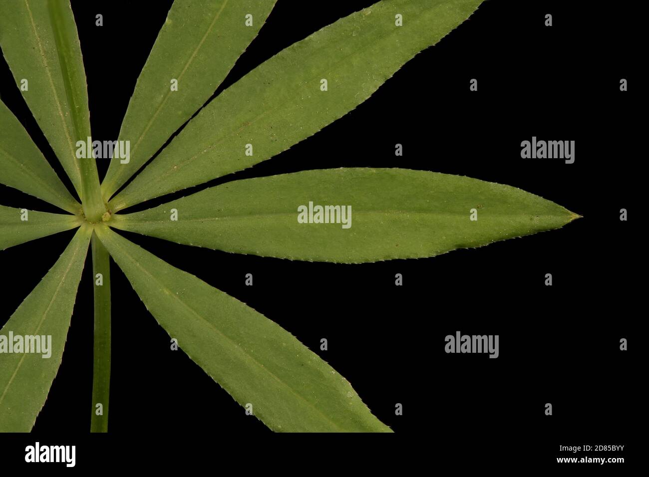 Intermediate Bedstraw (Galium intermedium). Leaf Detail Closeup Stock Photo