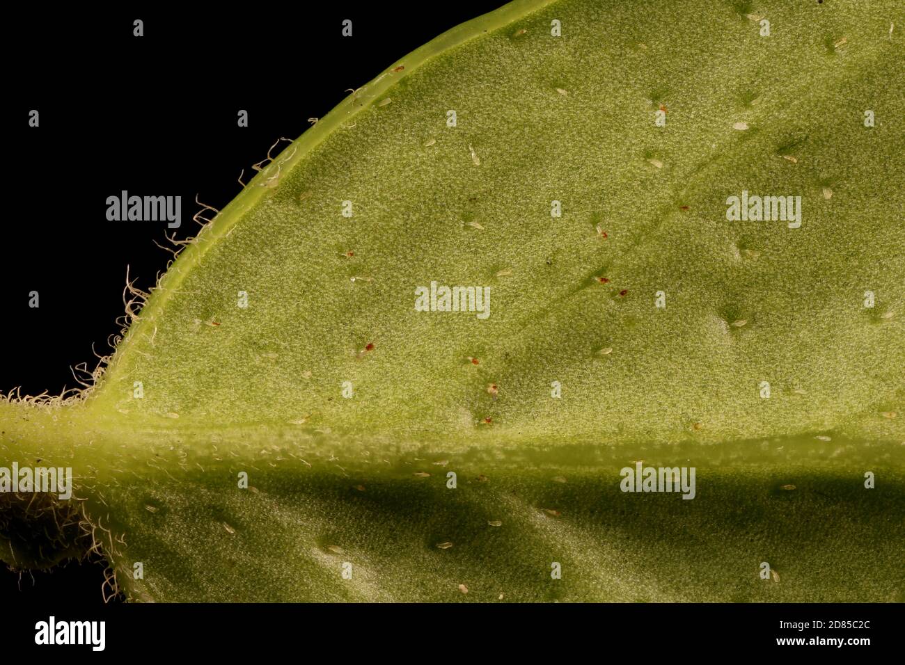 Cowberry (Vaccinium vitis-idaea). Leaf Detail Closeup Stock Photo