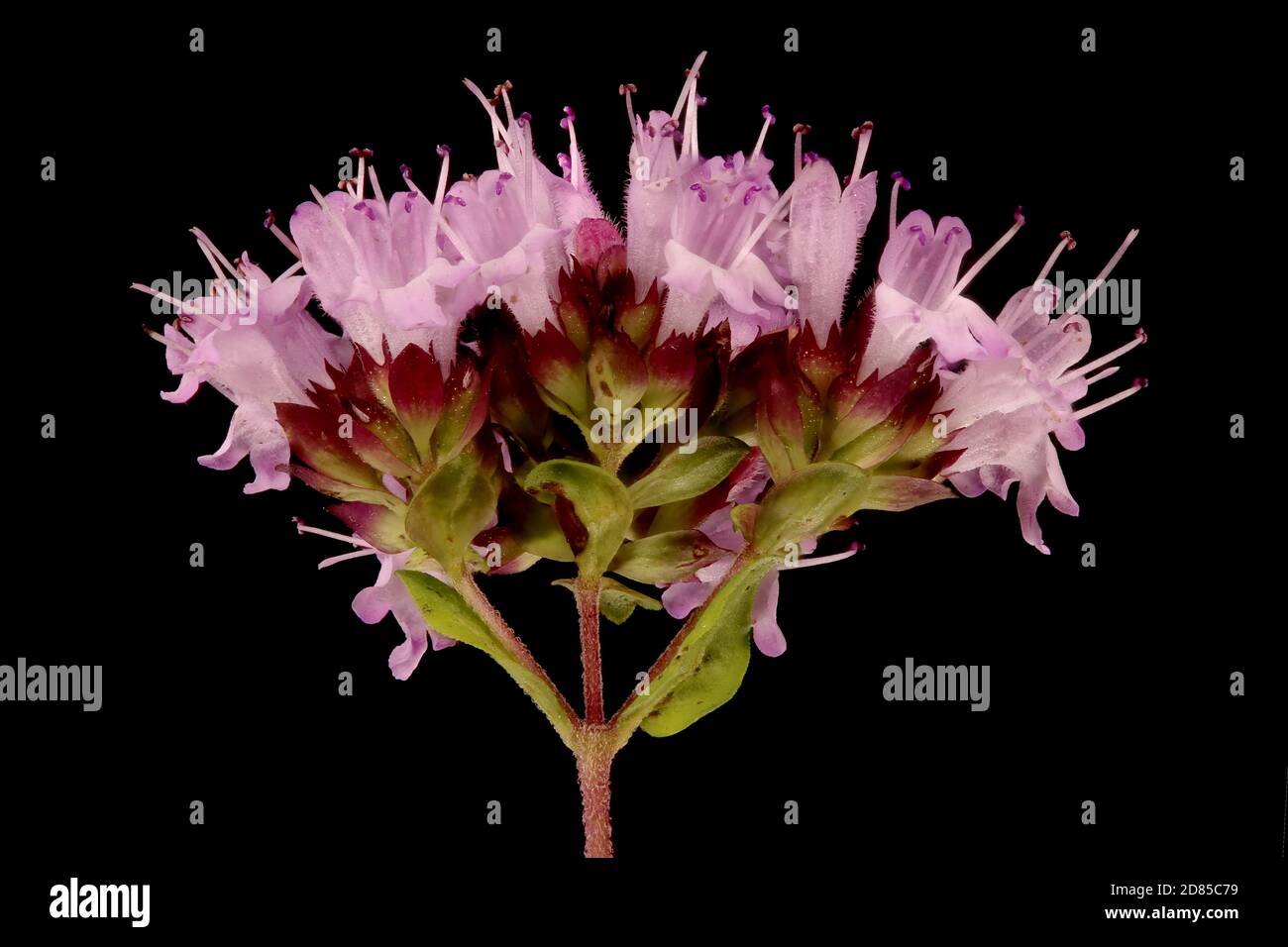 Wild Marjoram (Origanum vulgare). Inflorescence Detail Closeup Stock